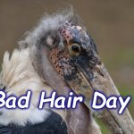 bad hair | Bad Hair Day | image tagged in bad hair | made w/ Imgflip meme maker