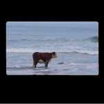 Cow at the beach