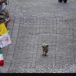 Parade
