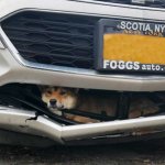 Shiba Inu in car grill