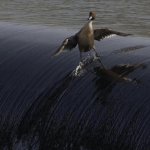 Duck sliding