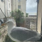 Annoying seagull