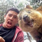 Quokka and Stan template
