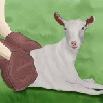 Goat Massage Sex  Disney