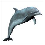 Dolphin PNG