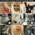 cat chart