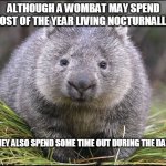 Wombat | ALTHOUGH A WOMBAT MAY SPEND MOST OF THE YEAR LIVING NOCTURNALLY, THEY ALSO SPEND SOME TIME OUT DURING THE DAY. | image tagged in wombat | made w/ Imgflip meme maker