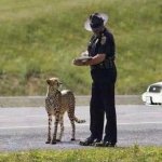 Cop and cheetah template