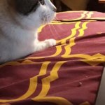 CAT GIF Template
