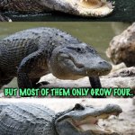Gator Joke | Fun fact:Alligators can grow 
up to 20 feet. BUT MOST OF THEM ONLY GROW FOUR. HUR HUR HUR | image tagged in bad pun alligator | made w/ Imgflip meme maker