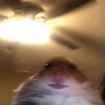 Hamster