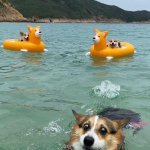 Swimming Corgis