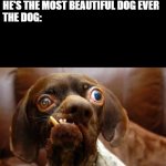 UGLY DOG | DOG RESCUER:  HE'S SO PRECIOUS AND HE'S THE MOST BEAUTIFUL DOG EVER
THE DOG: | image tagged in ugly dog | made w/ Imgflip meme maker