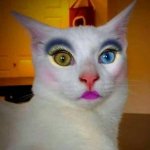 Cat with Makeup
