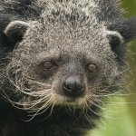 Binturong