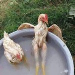 Hot tubbing chicken