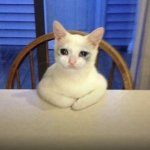 Crying Sad Cat Sitting In The Chair Meme Generator Imgflip