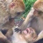 dying-macaque template
