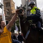 Protester punches horse