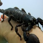 Giant Scorpion