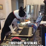 Boston Terrier computer | NO, NO, NOOOOOO!!! I JUST GOT 10 STALKS OF DIAMONDS, AND NOW I GOT BLOWN UP BY A CREEPER! NOOO! | image tagged in boston terrier computer | made w/ Imgflip meme maker