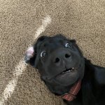 Harley