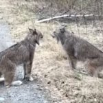 Screaming Lynxes