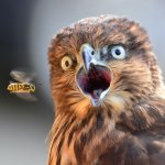 PhotoBomb Hawk meme