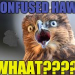 PhotoBomb Hawk | CONFUSED HAWK; WHAAT????? | image tagged in photobomb hawk | made w/ Imgflip meme maker
