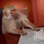 Monkey dispair gif GIF Template