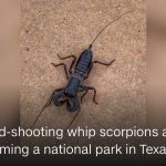 Whip scorpions template