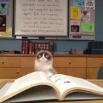 Grumpy cat studying
