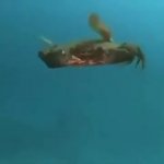 aight ima head out crabbo GIF Template