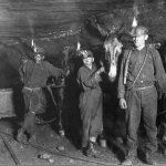 mule drivers coal mine