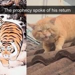 Tiger cat the prophecy spoke of his return meme