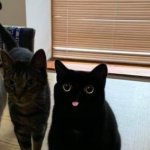 Two cats one derpy
