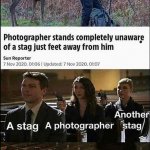 Stag photographer meme