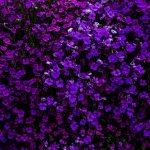 Purple flowers template