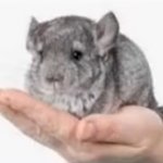 Chincilla