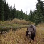 Bear attacks camera after release GIF Template