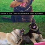 Potato Dog | image tagged in dogs laughting,you had one job,funny,memes,potato,dogs | made w/ Imgflip meme maker