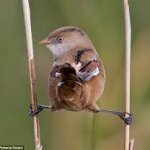 Brown bird splits