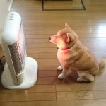 shiba in front of heater