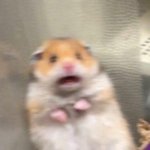 ahhhhhhh | DOGS WHENEVER THEY HEAR THE VACUUM CLEANER | image tagged in surprised hamster | made w/ Imgflip meme maker