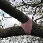 Tree Crotch Panties Funny Humor Weird