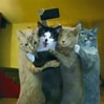 selfie cats
