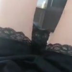 Pussy cat