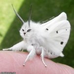 Catmoth meme