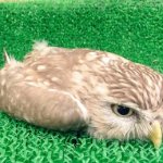 astroturf owl