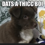 Thicc doge | DATS A THICC BOI | image tagged in thicc doge | made w/ Imgflip meme maker
